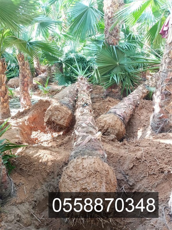 مقاول شبوك ونخيل 0558870348