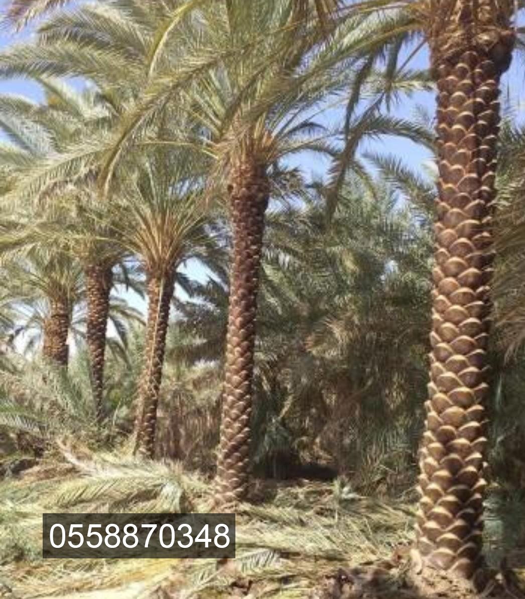 مقاول شبوك ونخيل 0558870348