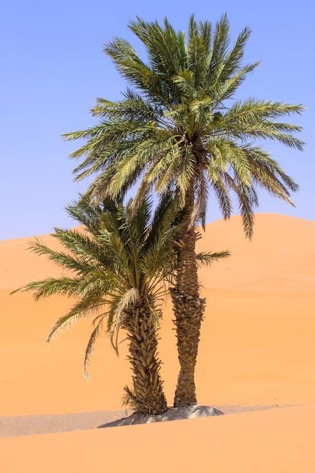 نخل واشنطن طويل