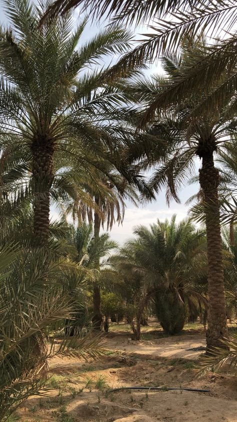 نخل واشنطن طويل